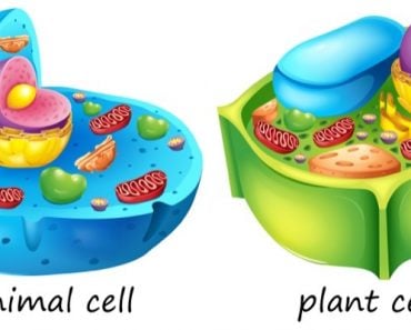 lllustration of the animal and plant cells(BlueRingMedia)s