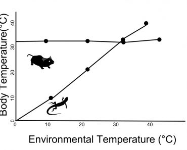 thermal regulation graph