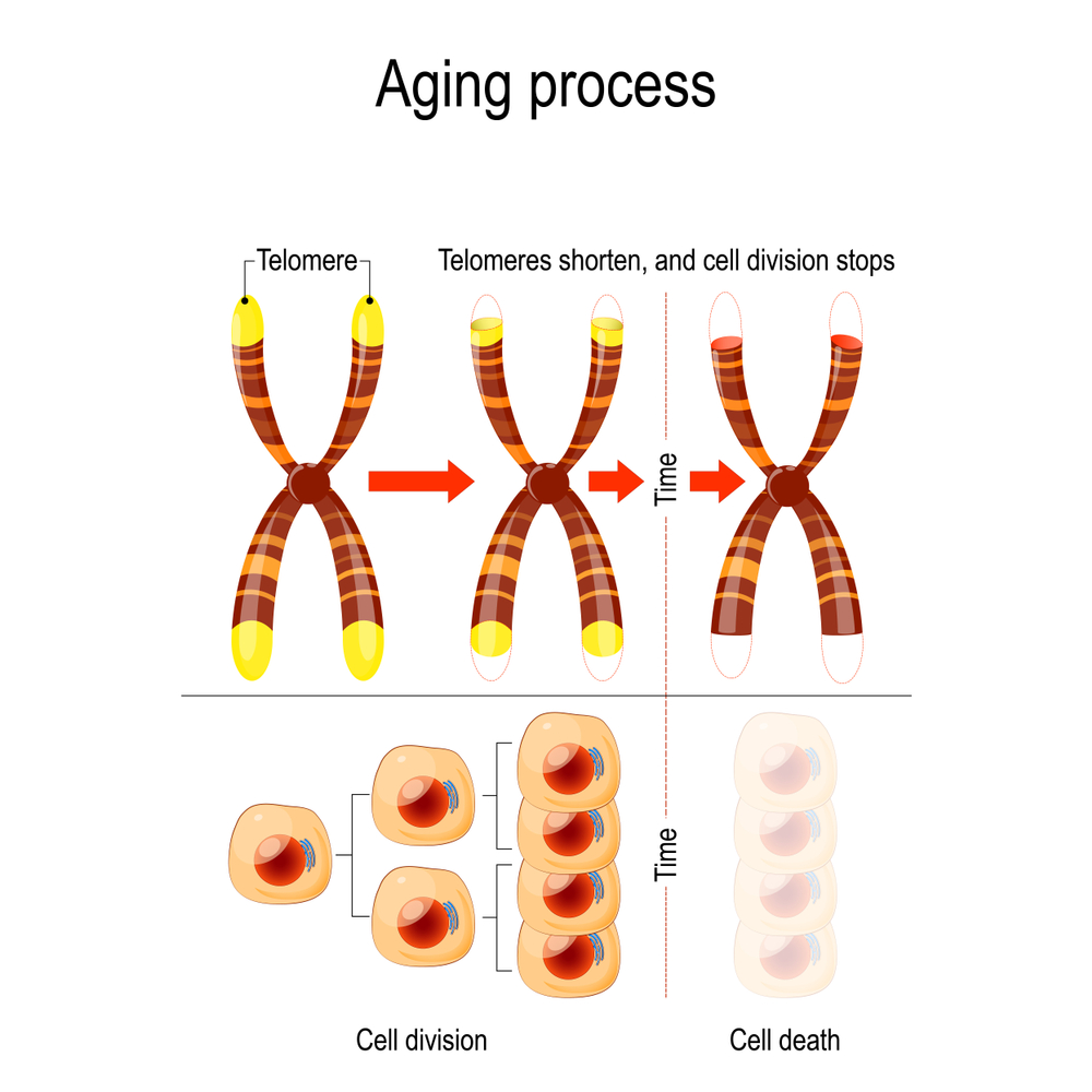 Telomeres and Aging What Is a Telomere and How It Is Connected to Aging?