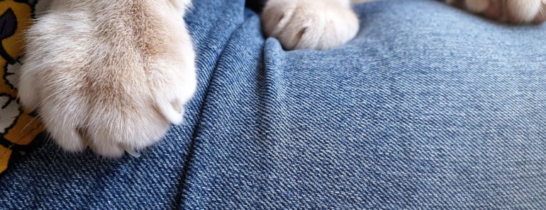 An adorable bright orange tabby cat knead owner lap with front paws(RJ22)S