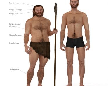 Digital illustration and render of a Neanderthal man(Nicolas Primola)s