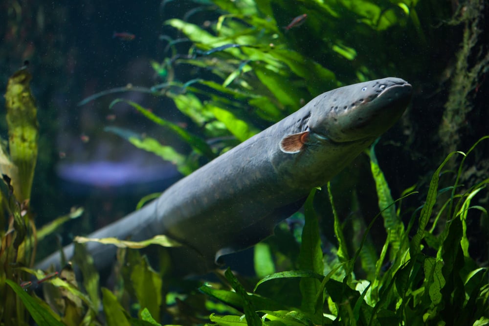 https://www.scienceabc.com/wp-content/uploads/2019/11/Electric-eel-Electrophorus-electricus.-Freshwater-fish-Vladimir-Wrangels.jpg