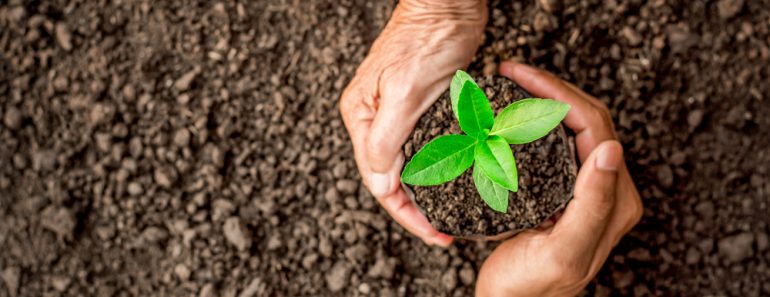 Seedlings are growing in the nursery bag. As the hands of the old woman(kram9)