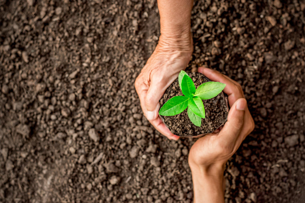 Do plants hold the soil or does the soil hold plants and trees 