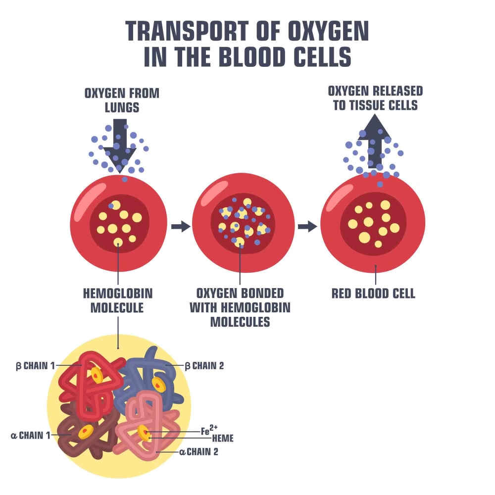 Vector Science medical icon blood hemoglobin molecule(ShadeDesign)S