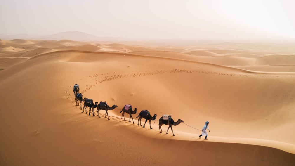 camels walk thru the desert on the western part of The Sahara Desert in Morocco(MonoRidz)s