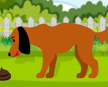 dog eating poop