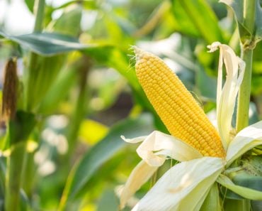 yellow corn with the kernels still attached to the cob(Thanaphong Araveeporn)S