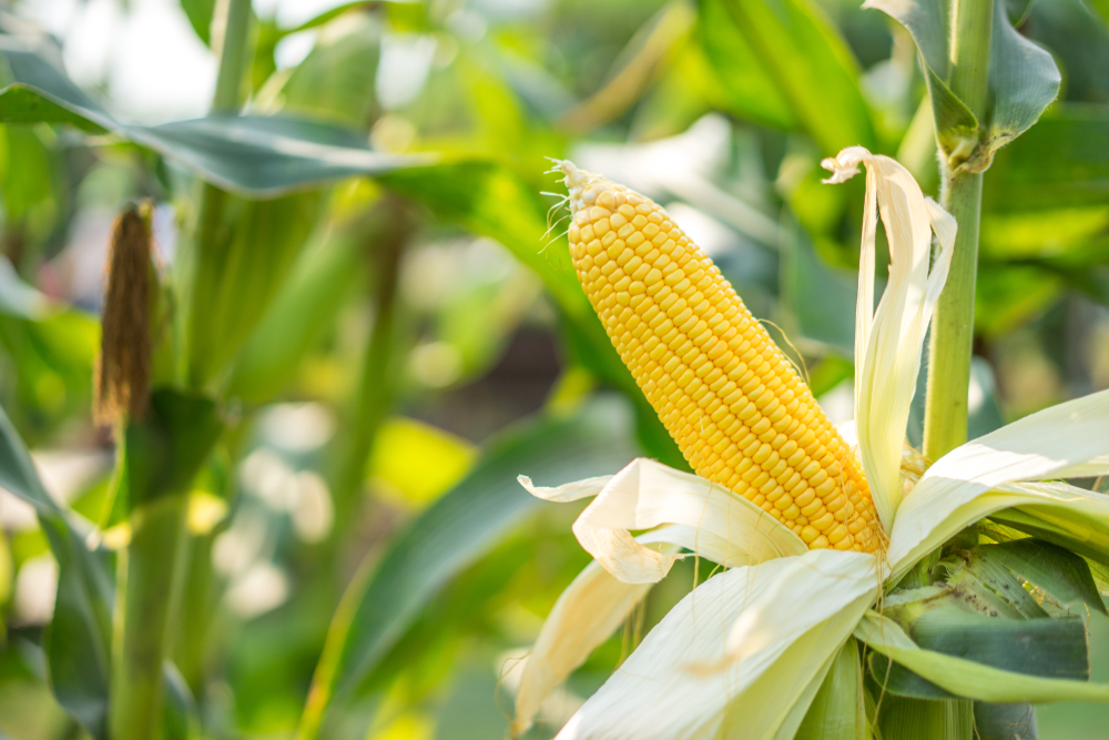 yellow corn with the kernels still attached to the cob(Thanaphong Araveeporn)S