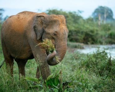 A male elephant without tusk is walking through the Udawalawe National Park in Sri Lanka(Bene_A)S