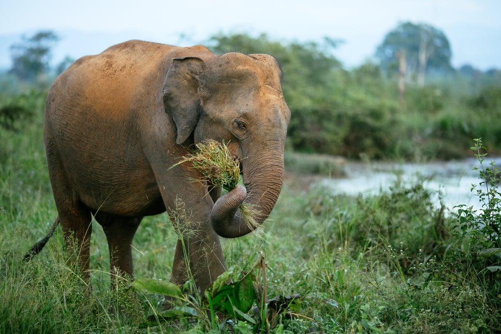 A male elephant without tusk is walking through the Udawalawe National Park in Sri Lanka(Bene_A)S