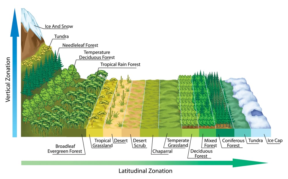 zonarea altitudinală și latitudinală a vegetației (stihii)s