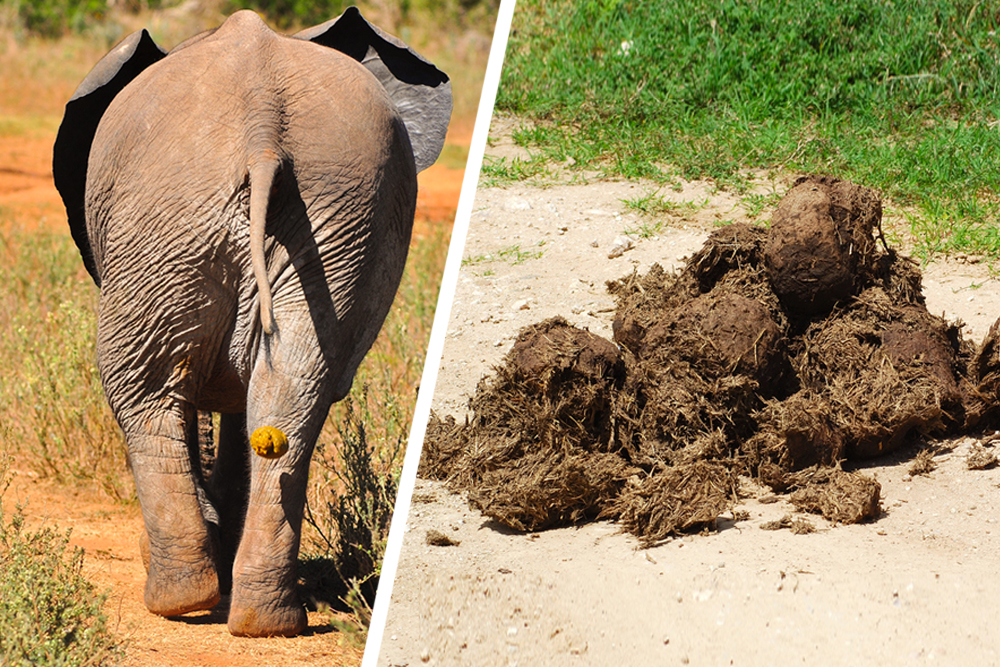 What Does Elephant Poop Look Like  