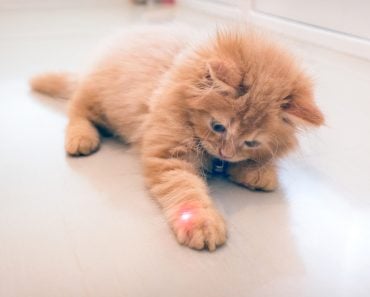 Curious Orange Kitten Plays with a Red Dot from a Laser Pointer(Seika Chujo)s