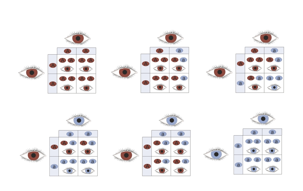 8 Best Eye Color Chart Genetics Images In 2020 Eye Color Chart Eye