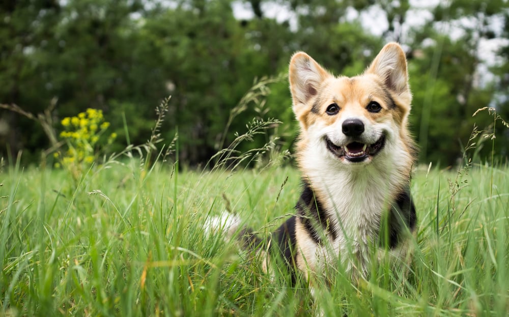 Happy and active purebred Welsh Corgi dog outdoors in the grass on a sunny summer day(Veronika 7833)s