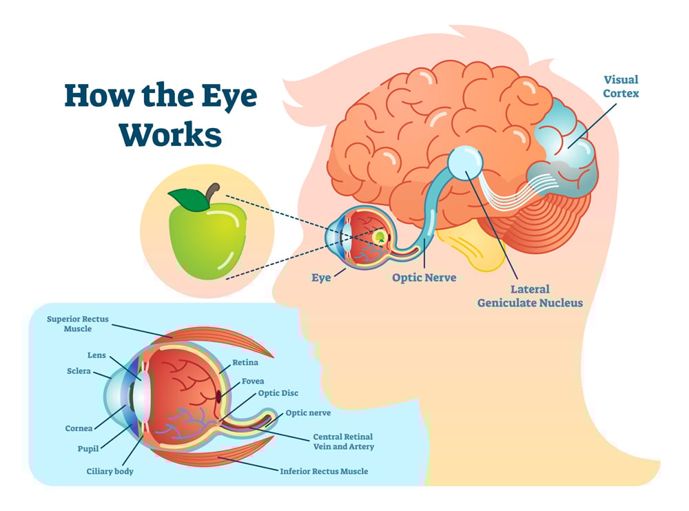 [DIAGRAM] Psychology Of Eye Diagram Simple
