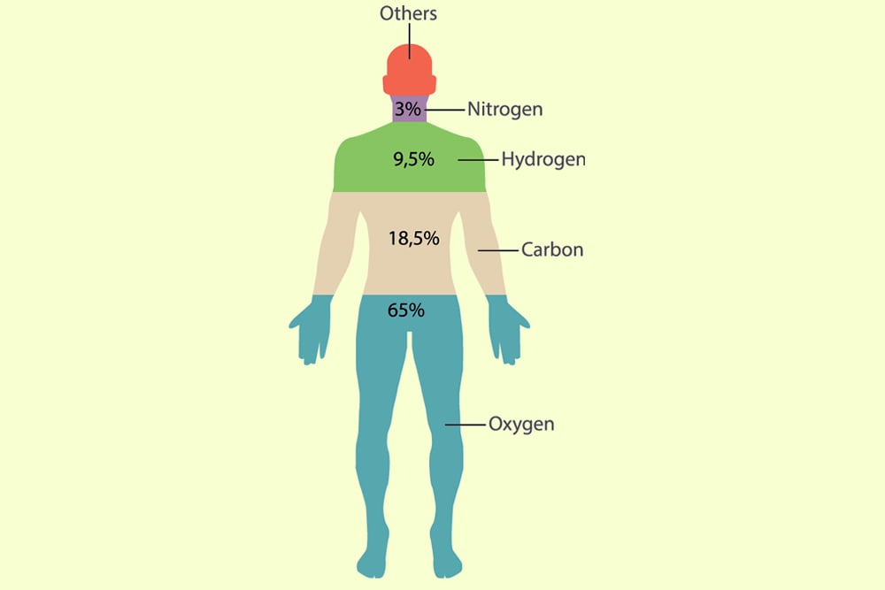 What Chemical Elements Make up the Human Body?