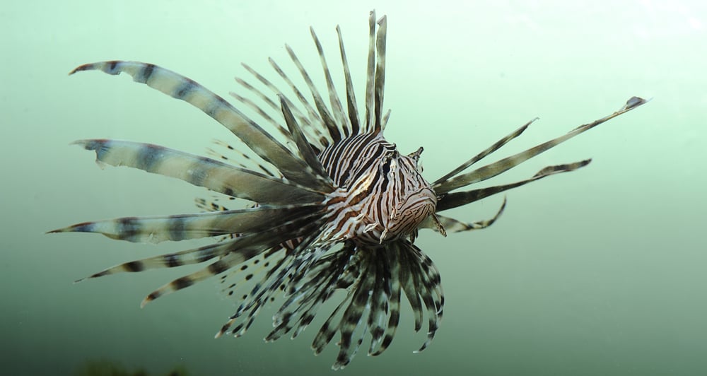 Lionfish, an invasive species, off the coast of florida( Beth Swanson)s