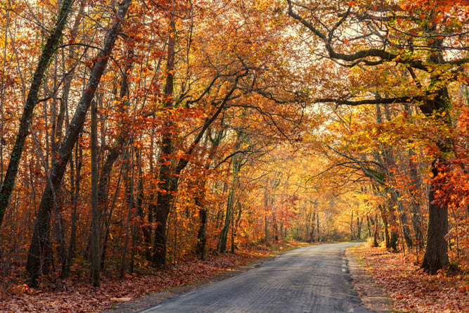 vej passerer gennem en smuk tempereret skov ved efteråret (Stephane Bidous) s