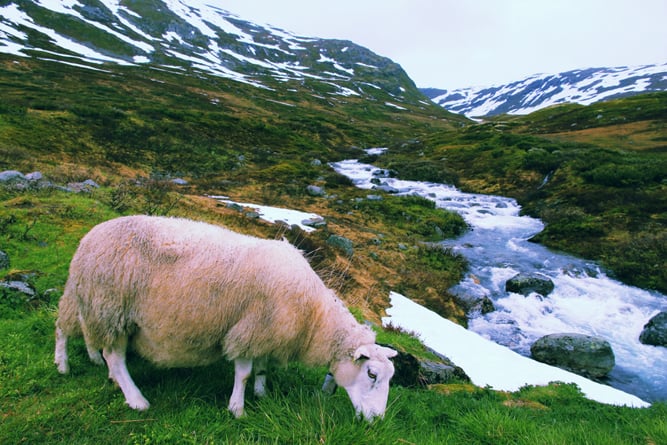 ノルウェーのツンドラ生物群系風景の中の羊s