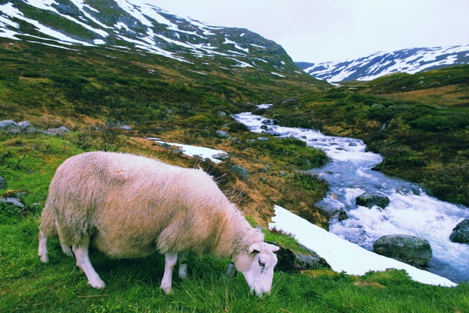 juh Tundra biome táj Norvégiában (Tupungato)s