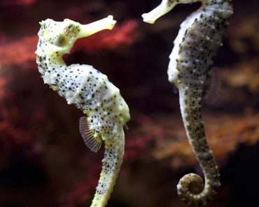 Swimming couple of long-snouted seahorse in love(creativemarc)s