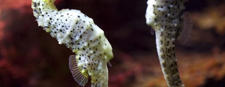 Swimming couple of long-snouted seahorse in love(creativemarc)s