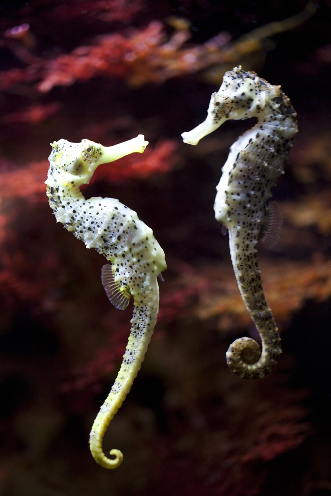 Seahorse Birth: Do Male Seahorses Give Birth? Seahorse Birth: Do Male Seahorses Give Birth?
