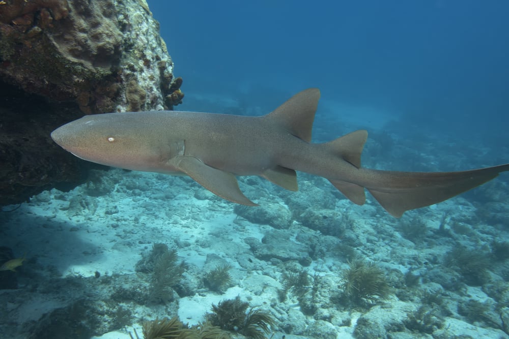  undervands Sygeplejerske haj i Florida Keys(Andreas Jalbert)s
