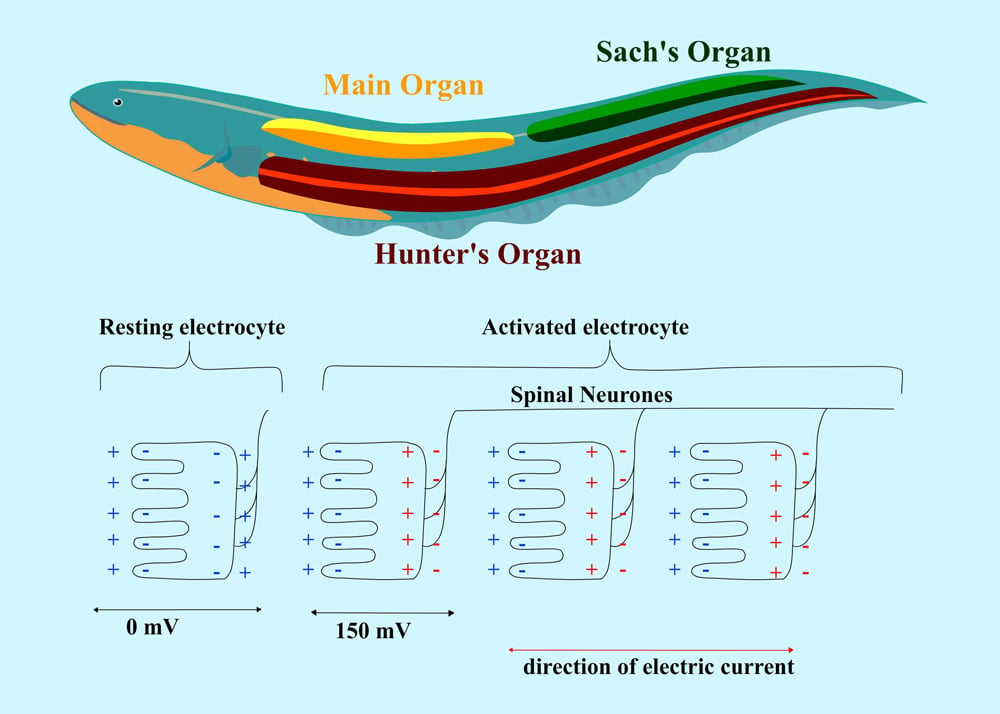 Electricity Fish: How Do Electric Eels Produce Electricity? fish organ diagram 