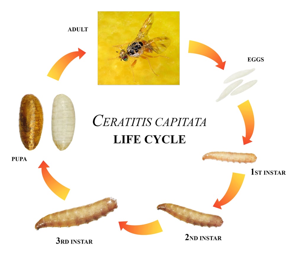 Life Cycle Of Fruit Flies