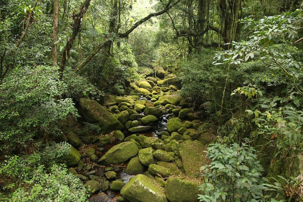 jungle view in Mata Atlantica (Tupungato)s