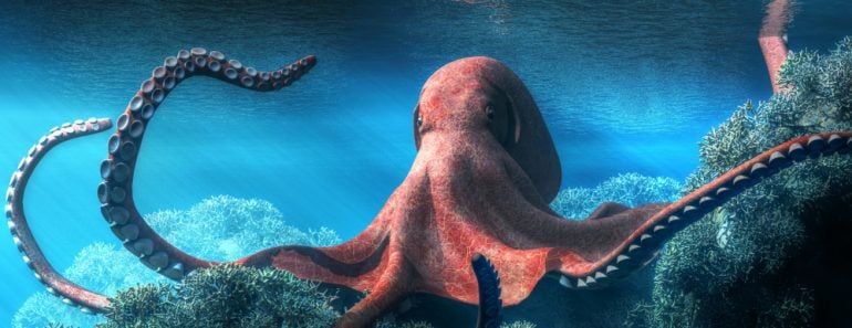 octopus with an almost red and pink marbled skin moves among brown coral in an ocean shallow(Daniel Eskridge)s