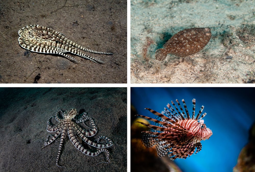 Octopus Changing Color Do Octopus Change Colors?