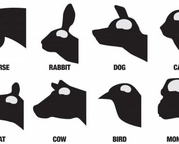 A black and white chart showing the comparative brain sizes of eight different animals(Ken Cook)s