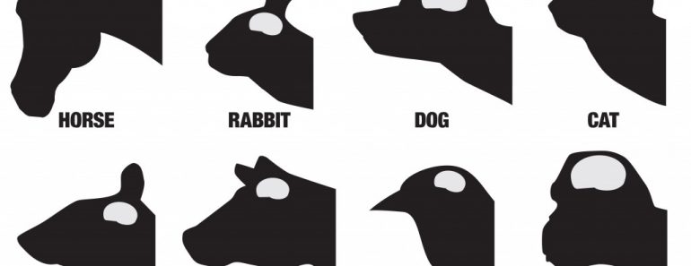 A black and white chart showing the comparative brain sizes of eight different animals(Ken Cook)s
