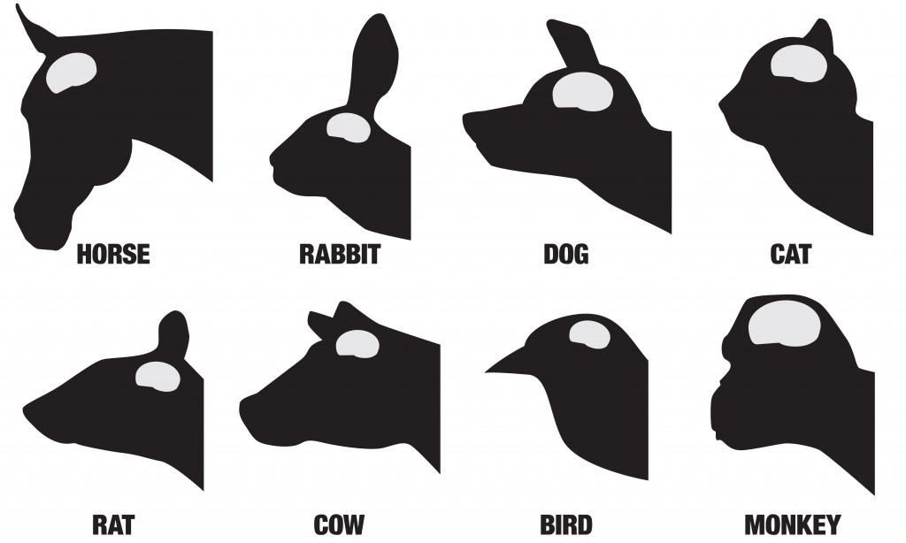 A black and white chart showing the comparative brain sizes of eight different animals(Ken Cook)s