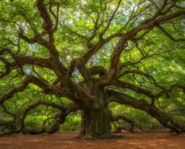 Angel Oak Tree Panorama(Mike Ver Sprill)S