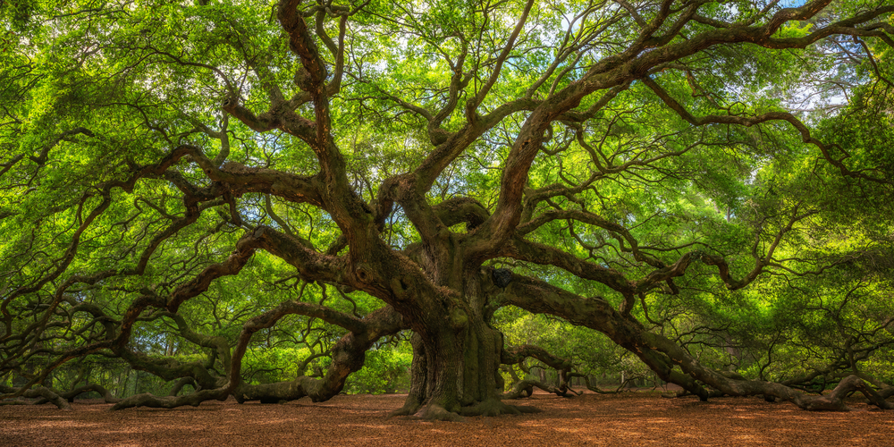 Angel Oak Tree Panorama(Mike Ver Sprill)S