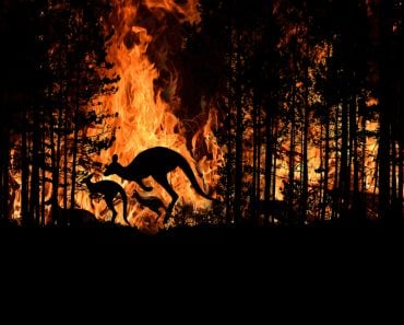 Bushfire IN Australia Forest Many Kangaroos And Other Animals(stockpexel)S