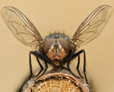Extreme magnification(Cornel Constantin)s