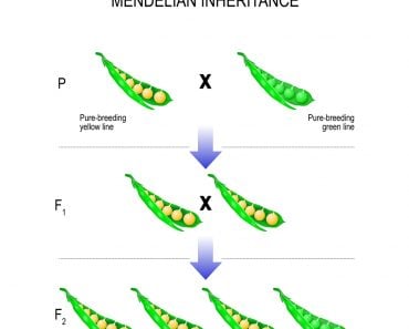 Inheritance(Designua)s