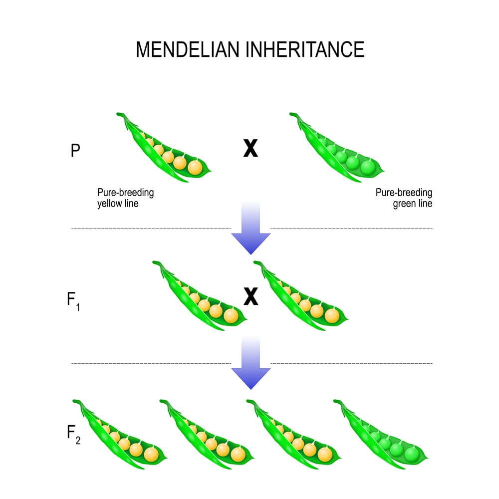 gregor mendel 3 laws