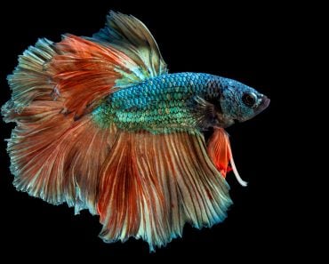 Rhythmic of Betta fish, Siamese fighting fish(songpon pengnok)s