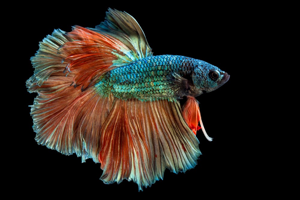 Rhythmic of Betta fish, Siamese fighting fish(songpon pengnok)s