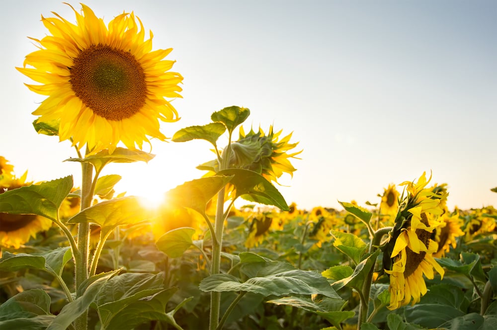 Sunflower field(Getman)S