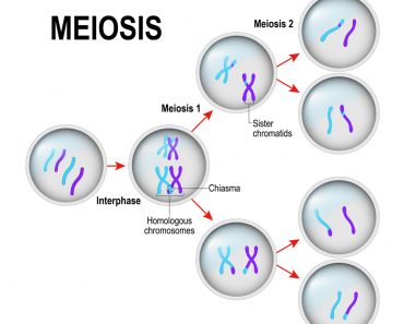 meiosis(Designua)S