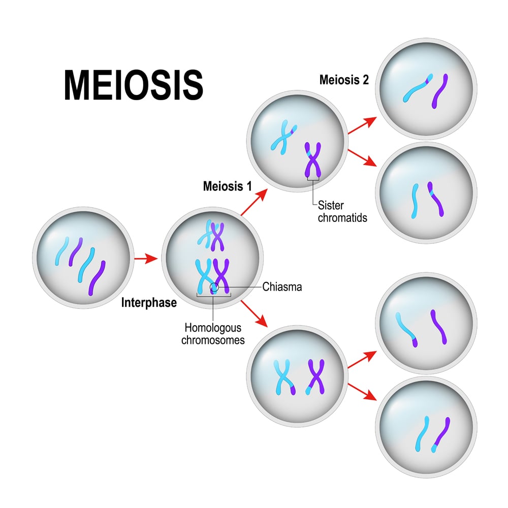 meiosis(Designua)S