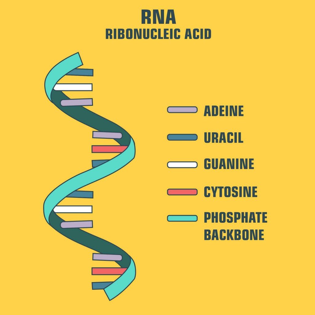 What Is RNA? What Does RNA Do?